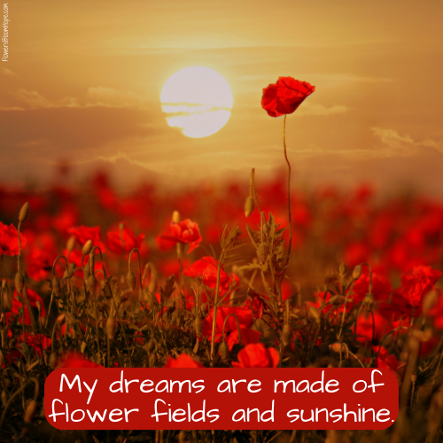 My dreams are made of flower fields and sunshine.