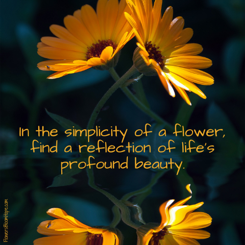 In the simplicity of a flower, find a reflection of life’s profound beauty.