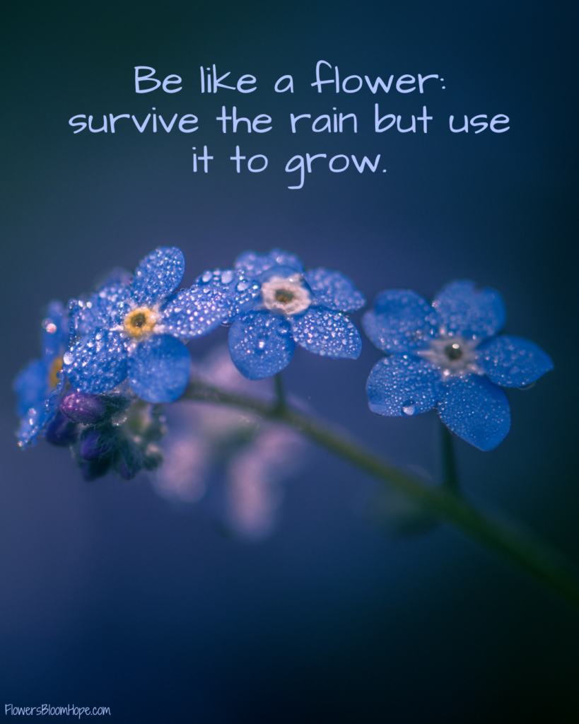 Be like a flower: survive the rain but use it to grow.