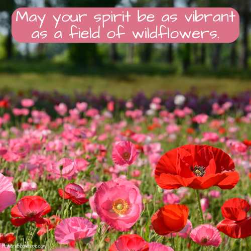 May your spirit be as vibrant as a field of wildflowers.